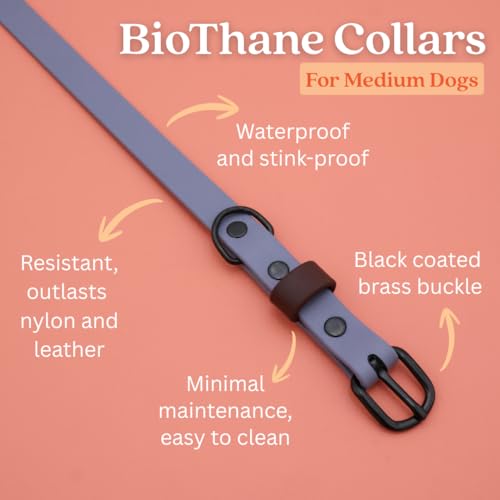 Collier pour chien imperméable design brume et boucle chocolat - 3