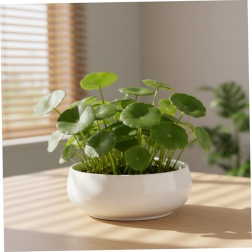 Pot Fleurs Minimaliste peu profond blanc pour petits espaces intérieurs - 6