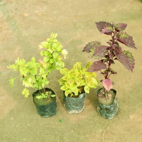 MS GARDEN STORE Plants Best Nursery Set of 3 - Coleus (Any Colour) (Any Design) in 5 Inch Plant Nursery Bag-picture-17