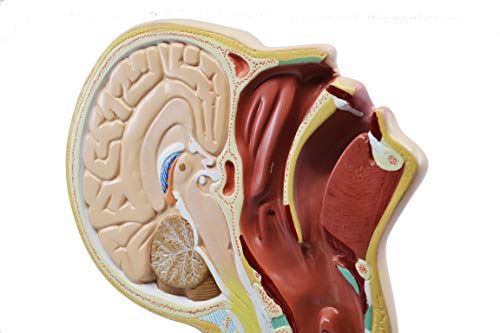 Image of EISCO Nasal Swab Training Model, 12 Inch - for Demonstration of Nasopharyngeal Testing - Made of PVC
