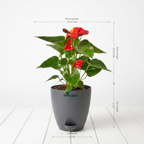 Image of Philodendron Birkin & Anthurium Live Indoor 2-Plant Combo in 4-Inch Self-Watering Matte Grey Pots | Exotic Designer Houseplants for Luxury Home, Living Room & Office Decor