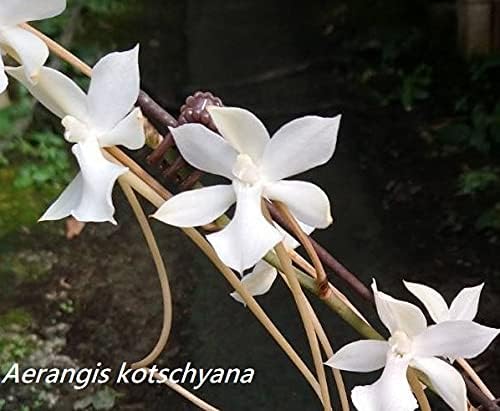 Miniatura 2 de Orquídea en miniatura Aerangis Kotschyana (Kotschy's Aerangis), montaje en madera