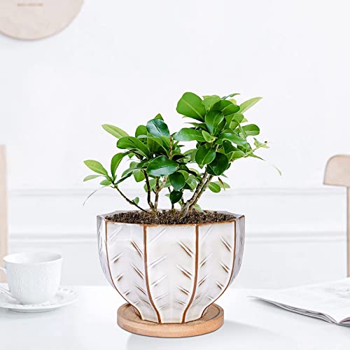 Fivepot Ceramic Flower Pots Plant Pot Indoor Succulent Planter Pot With Drainage Hole And Bamboo Tray, Bronze And White #TOP6