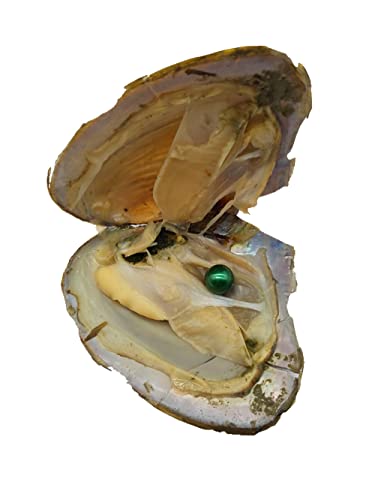 5PCS 9-11mm Edison Pearls Oysters with Pearls Inside Edison Pearl Oyster Large Big Pearls Mixed Colors