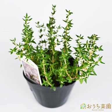 Amazon Co Jp コモンタイム 栽培 セット ハーブ 軽量 プラスチック 鉢 プランター ダークブラウン Diy 工具 ガーデン