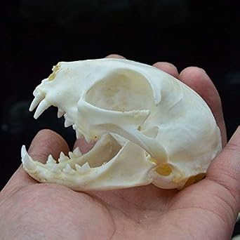 1/2/5/pcs Real Animal Felis Catus Linnaeus Domestic Cat Skull Specimen