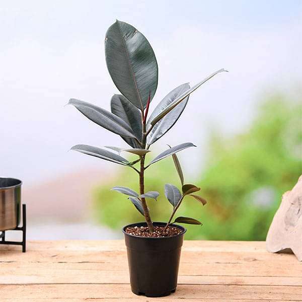 See full amazon price history chart for Rubber plant indoor live plant vastu,Rubber plant indoor live plant vastu (pack of 1) Rubber plant indoor live plant vastu,Rubber plant indoor live plant vastu (pack of 1) (B0CNY1JT31) Amazon Price History, Amazon Price Tracker
