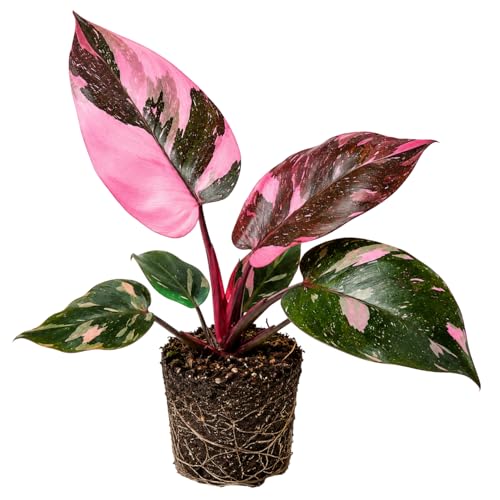 Variegated Philodendron Live Plant Rare Indoor Houseplant Live Well Rooted 5-7 Inches Container Growing Home Office Decor (Pink Philodendron)