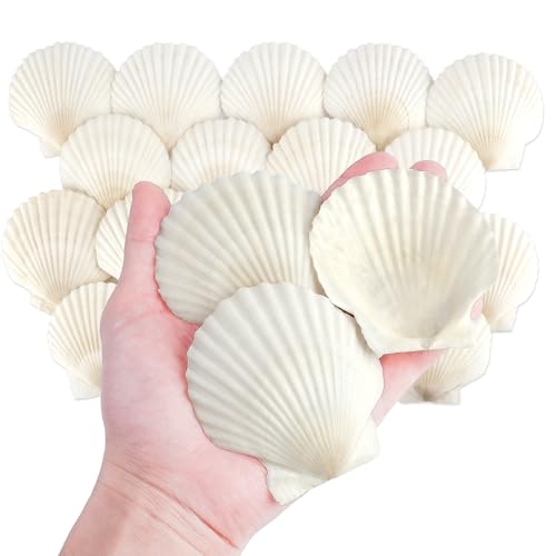 Mkobon 20 conchas de vieira naturales para manualidades, decoración de conchas marinas para el hogar, conchas marinas para decoración, bricolaje, pintura, hornear, decoraciones de boda en la playa