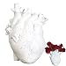 ZJMS Herz Vase, Kreative Harz Herzvase Anatomisch Herzförmige Vase Blumentopf Desktop Ornament für Hochzeit Party Wohnzimmer Schrank Schlafzimmer (Weiß)