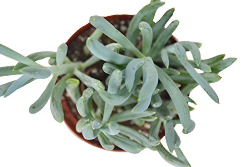 'Blue Chalk Sticks' Succulent/4" Pot/Live Home And Garden Plant/Free Care Guide #TOP2