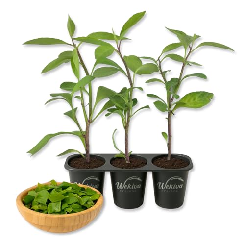 Longevity Spinach - 3 Live Starter Plants - Gynura Procumbens