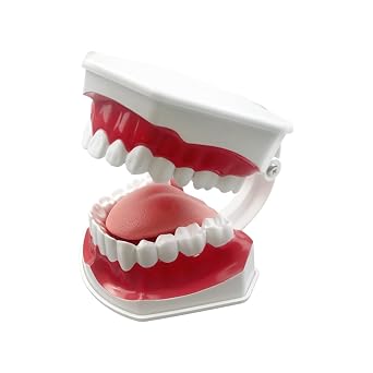 2 Times Large Dental Teeth Model, YOUYA DENTAL Teaching Study Brushing Tooth Model Tools with Toothbrush Denture Model with Tongue for Kids Oral Care Teaching