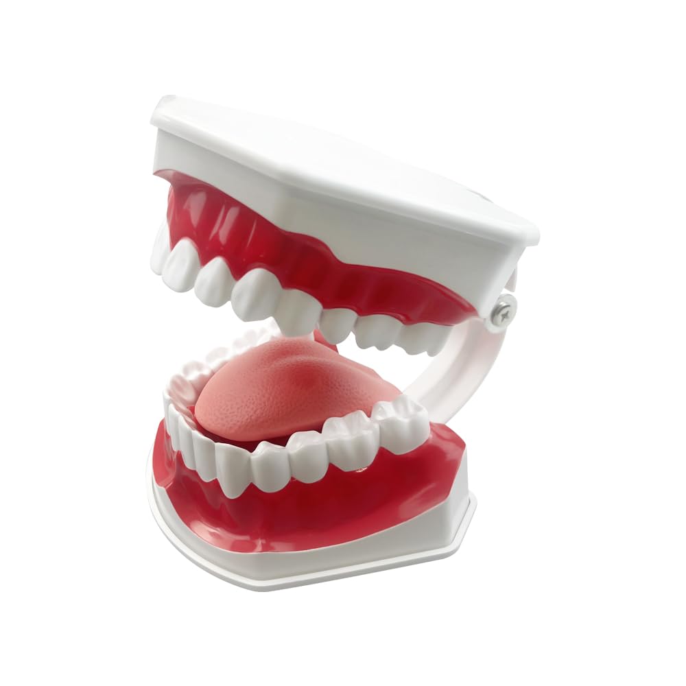 Youya Modèle de dents 2 fois de grandes tailles, modèle d'enseignement dentaire avec brosse à dents et langue pour enfants