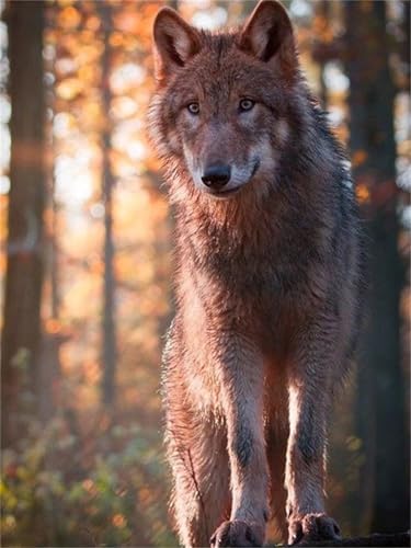Broderie diamant loup géant 80x120 cm pour décorer votre salon avec un tableau canevas 5D