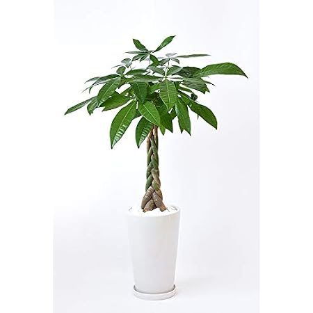 Amazon パキラ シャイニーホワイト ラウンドポット 観葉植物 オンライン通販 Amazon パキラ シャイニーホワイト ラウンドポット 観葉植物 オンライン通販