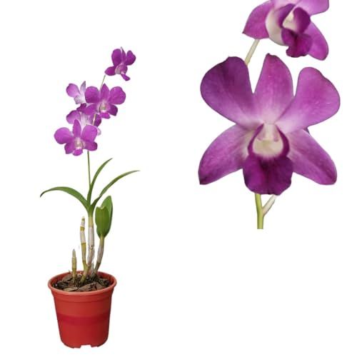 Orquidea Denphal Cores Mista Roxo Planta Adulta Natural Rara Exot...