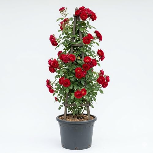 Image of Climbing Red Rose Live Plant with Pot | Original Grafted Fragrant Flowering Rose Creeper | Fast Growing Outdoor Climbing Vine for Home Garden Balcony Terrace Trellis Fence Wall Landscape Decor