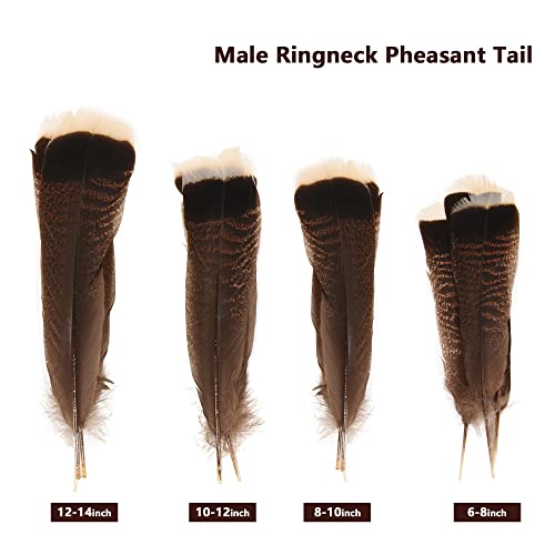 Ihufeather 20Pcs Natural Wild Turkey Tails Feathers Quill Bulk 6-8Inch 15-20Cm For Diy Crafts Project Collection Wedding Decoration Wild Turkey Tails Feather #TOP3
