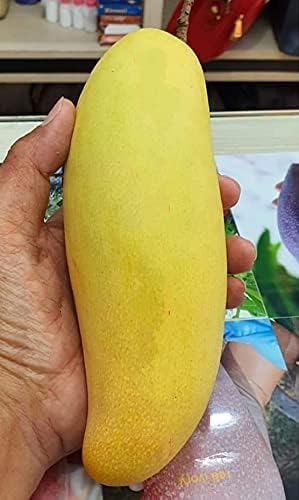 GreenEarth Original Thai Long Yellow Banana Mango (GRAFTED) Plant,Verry Sweet & Healthy Live Plant,Fruit After 1 Year (B0CCHYH16L) Amazon Price History, Amazon Price Tracker