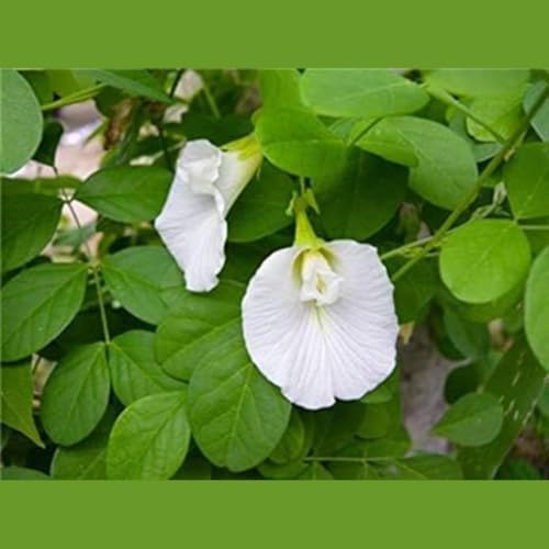 Image of LIVE PLANT (SMALL, APRAJITA PLANT)