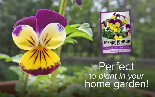 Gardeners Basics Violet, Johnny Jump Up Flower Seeds for Planting - Flower Seed Packet Annual Open Pollinated, Non-GMO Variety, 1 Gram Seeds Great for Flower Gardens