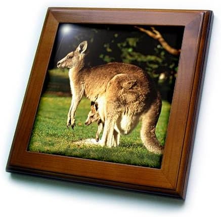 3dRose ft_1109_1 Kangaroo Framed Tile, 8 by 8-Inch