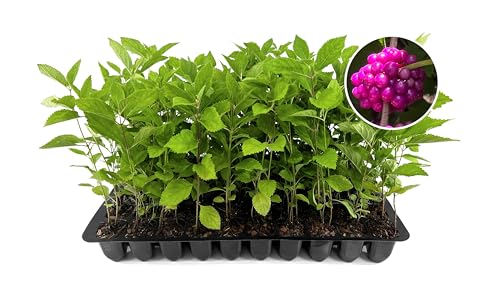 American Beautyberry | 3 Live Plants | Callicarpa Americana | Drought-Tolerant, Vibrant Purple Berries, Attracts Birds & Butterflies | Easy to Grow