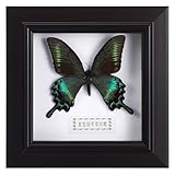 VALICLUD Schmetterlings Präsentationsrahmen mit Realistischem Modell Wanddekoration In Grünem Farbton Dekoratives Präparat für Wohn und Büroräume