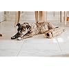 ZippyPaws-Woodland-Friends-Burrow-Interactive-Dog-Toys-Hide-and-Seek-Dog-Toys-and-Puppy-Toys-Colorful-Squeaky-Dog-Toys-and-Plush-Dog-Puzzles-Chipmunks-n-Log Colorful Squeaky Dog Toys