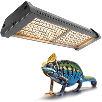 best panther chameleon breeders