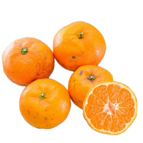 yzyYnz 󂠂 Lc݂ a̎RY n Â ƒp Iׂ锠TCY (2kg)