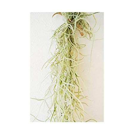 Amazon Co Jp チランドシア ウスネオイデス エアープランツ インテリア観葉植物 壁掛け Airplants Tillandsia ホーム キッチン
