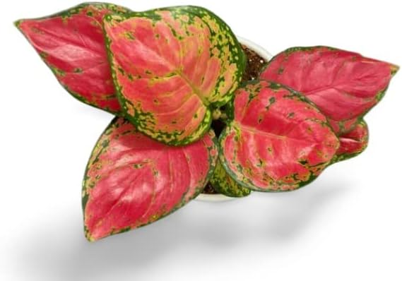 Garden Art Natural Live Indoor Plant With Grower's Pot | Aglaonema Beauty