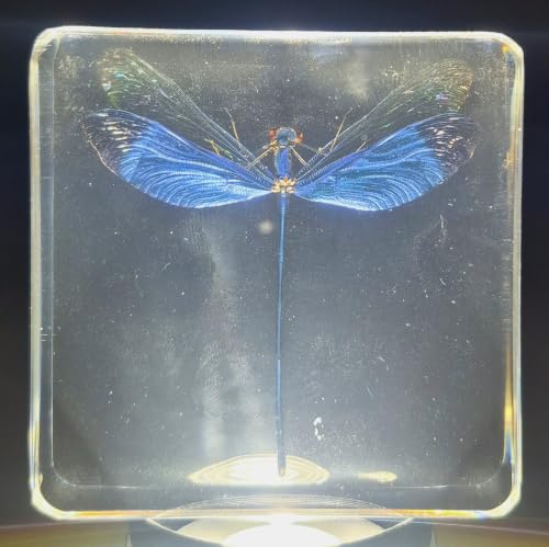 Image of 2.9 inch Real Blue Green Metalwing Damselfly in Crystal Clear Lucite Resin Paperweight Specimen Preserved Neurobasis Kaupi Insect Taxidermy Collection for Biology Science Education & Desk Ornament Display
