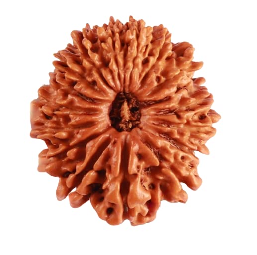 17 Mukhi Rudraksha Original Certified By Igl 17 Face Rudraksha सत्रह मुखी नेपाली रुद्राक्ष Satrah Mukhi For Men Women 17 मुखी रुद्राक्ष 17 Mukhii Rudrakshaa Nepali For Men & Women By IRIS GEMS