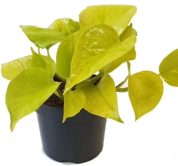 Pothos (1, Neon)
