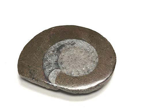 Image of Ammonite Button Fossil 1.5 inch with Velvet Bag