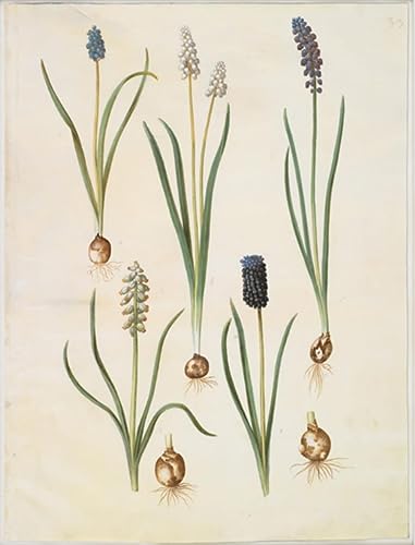 Impression d'art Muscari Botryoïdes Holtzbecker sur toile premium en 60x90cm