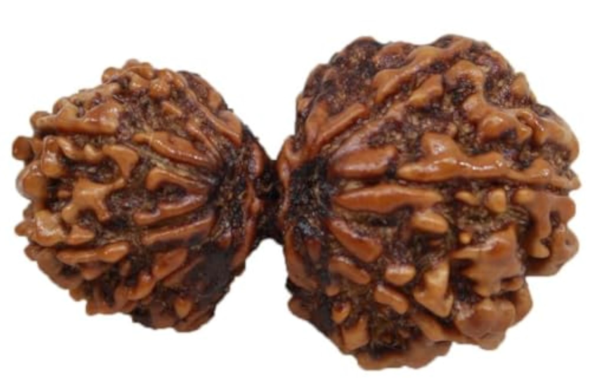 Gauri Shankar Rudraksha 13 Mukhi Certified Pendant, Shiv Parvati Blessing