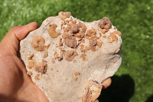 Image of Douvilleiceras & Gastropods Plate Cretaceous Fossils Fossils from Morocco Fossil Rock ammonites Fossil A124