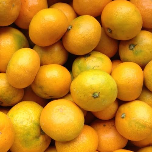 極早生みかん愛媛県産 訳あり 約5kg サイズ混合 柑橘 愛媛県 西予市