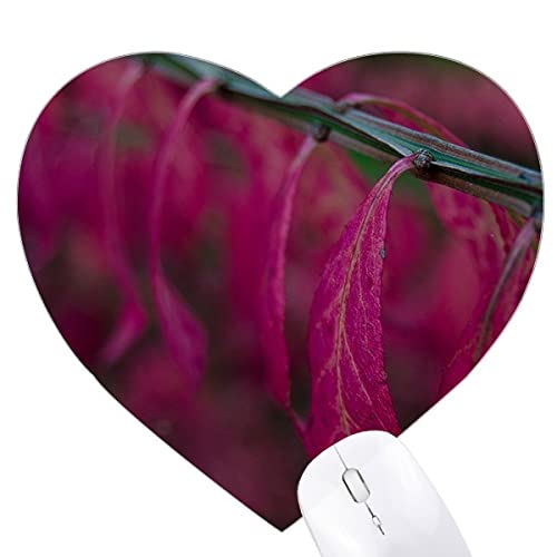 Ԃt̐A̎Rʐ^Be n[g^}EXpbhSpbh