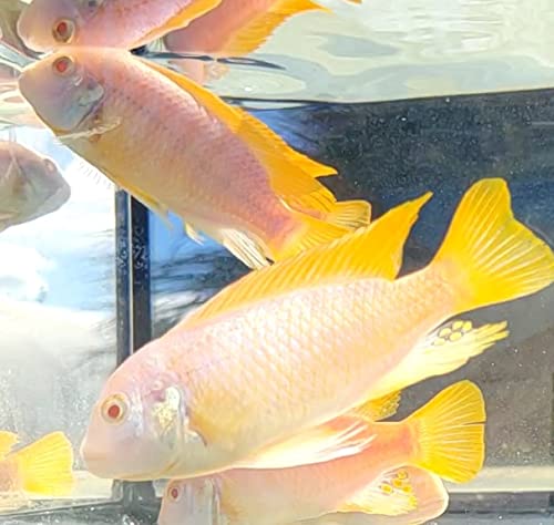 2.5 inch Albino Red Top Zebra African Cichlid - Live FishLow Cost Shipping Available