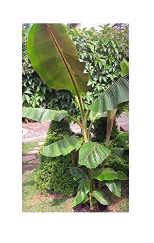 Pcs - 10x Musa (Bananier) Sikkimensis Red Tiger Branche Jardin Plantes - Graines ID133 - Seeds & Plants Shop by Ipsa