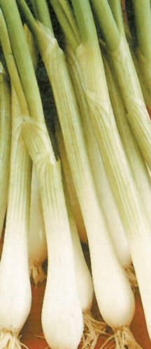 PREMIER SEEDS DIRECT - Onion BUNCHING (Spring) - White Lisbon - 5 GRAM (Organic)