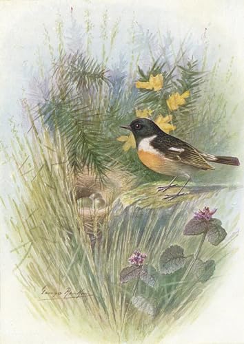 Tableau impressions d'art mural stonechat idéal pour habiller un grand mur de chambre