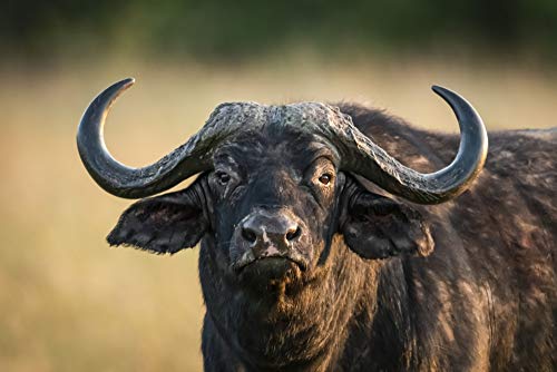 Posterazzi Cape Buffalo Close-up Photo Print 19x12 Tanzania