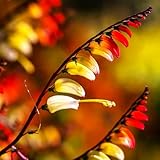 TomorrowSeeds - Firecracker Vine Seeds - 150+ Count - for 2026 Planting Ipomoea Lobata Fire Vine Spanish Flag Flower Vine Perennial Garden Plant Grow Your Own Home Farm Patio Healthy Sustainable