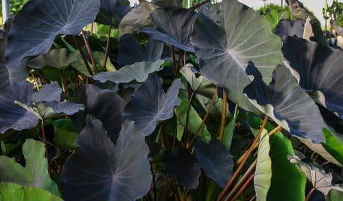 Garden Potted Premium Taro Black Magic Elephant Ear, 5/7 inches (1/3/6 Options) (6)